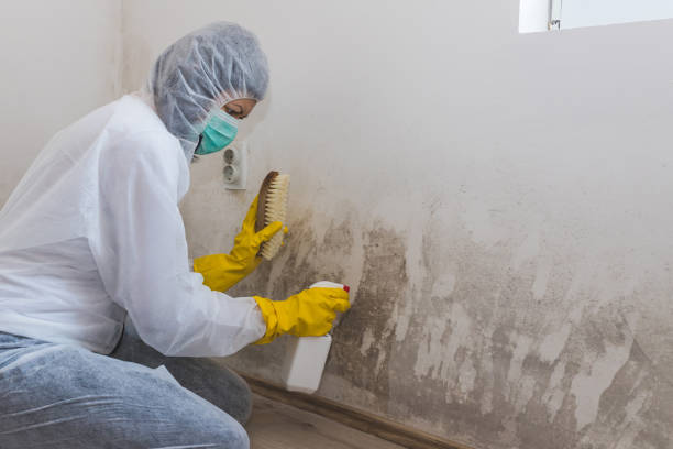 Best Mold Damage Repair  in Big Pine Key, FL