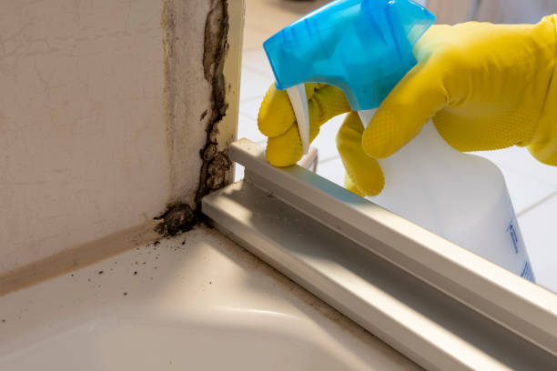 Attic Mold Removal in Big Pine Key, FL