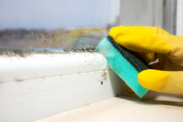 Best Attic Mold Removal  in Big Pine Key, FL