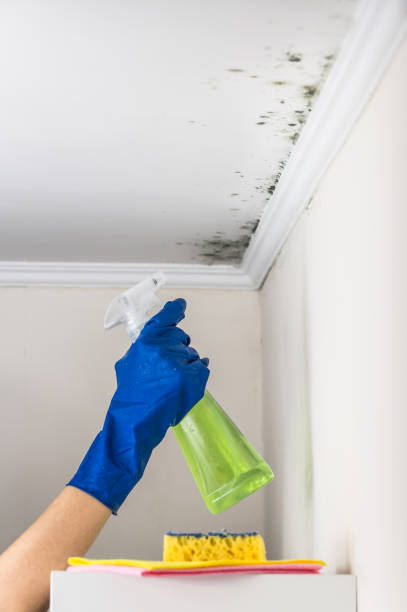 Mold Removal Process in Big Pine Key, FL