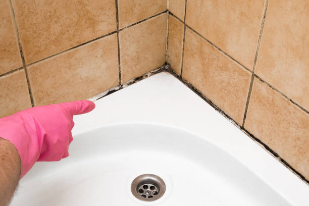 Mold Testing and Removal in Big Pine Key, FL